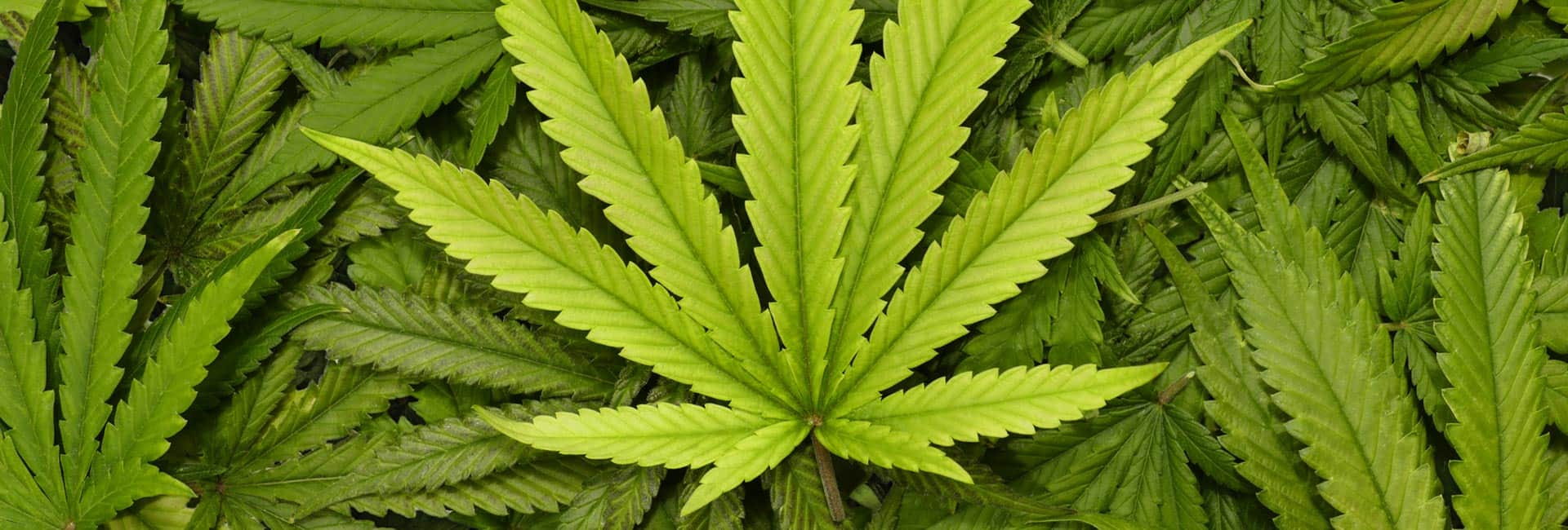 Medical cannabis in TAMI